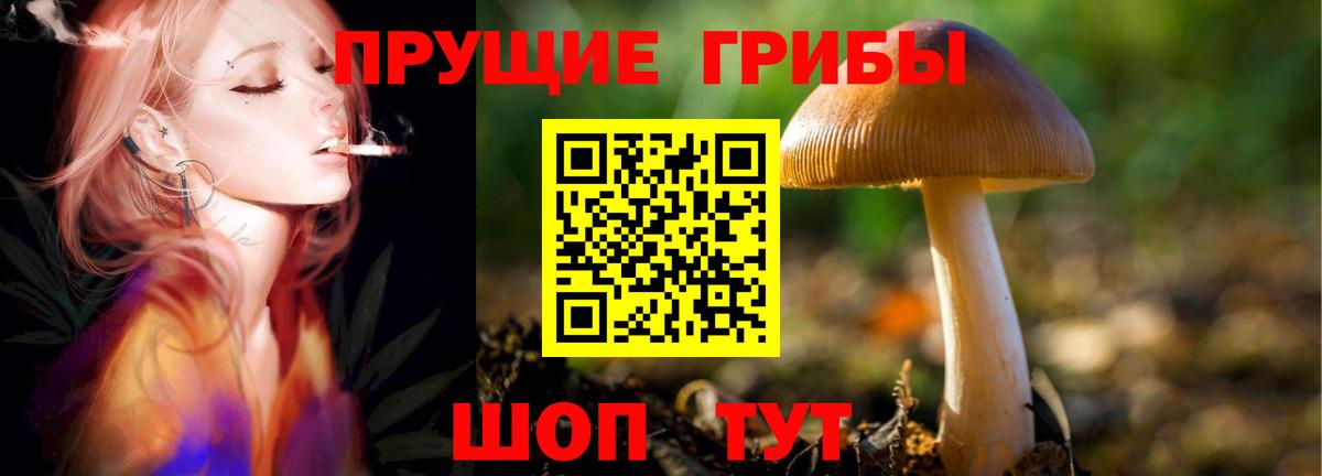 где найти   Вход с VPN  Малгобек  Псилоцибиновые грибы GOLDEN TEACHER 
